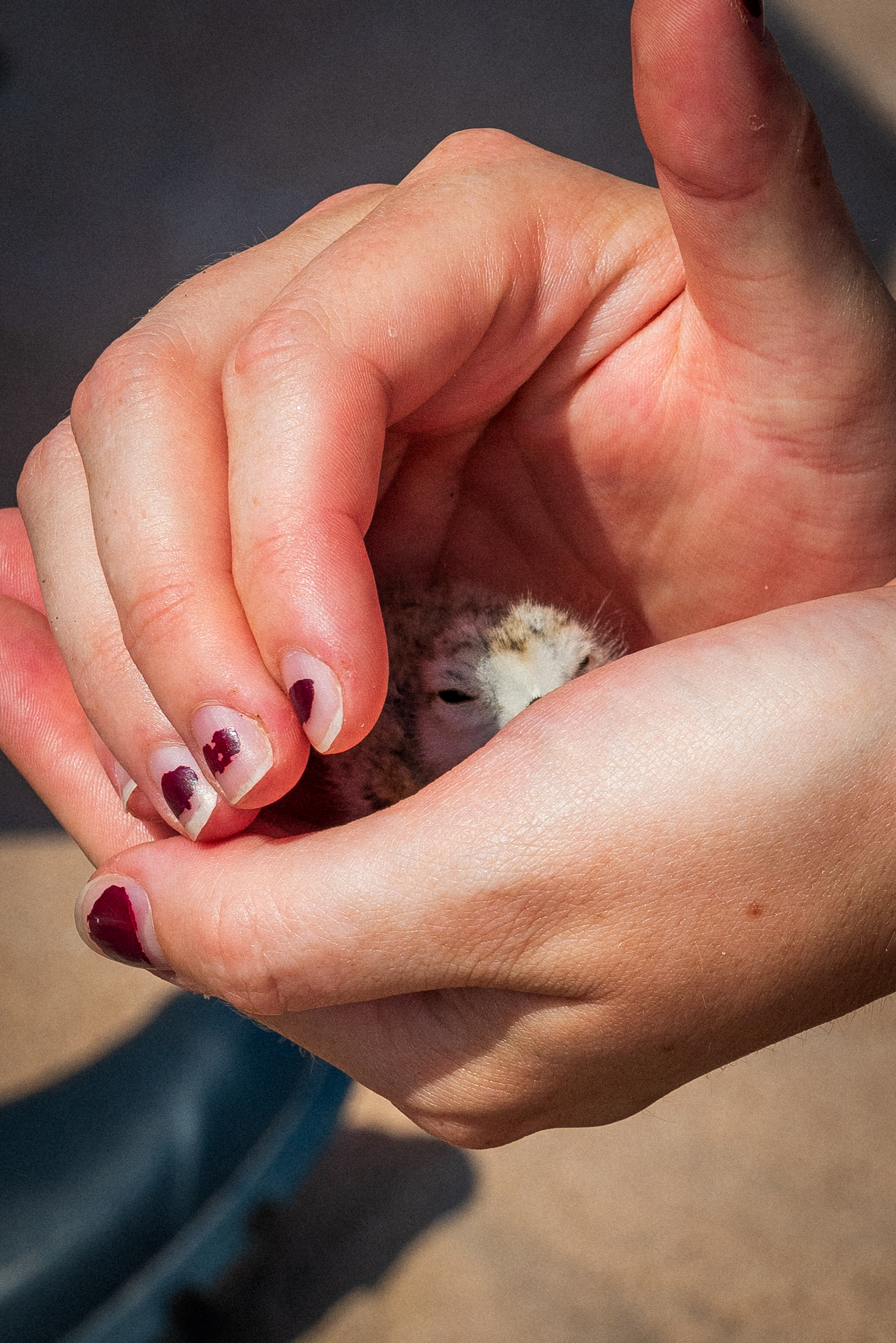 A close-up photograph of hands gently holding a small plover chick with the birds face partially visible inside the cupped hands. 