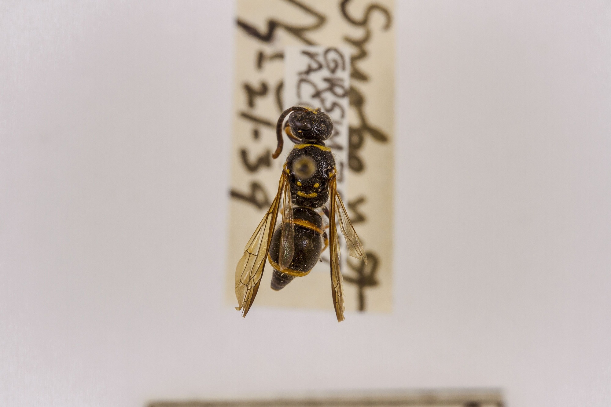 Image of Ancistrocerus campestris, a species of Animalia