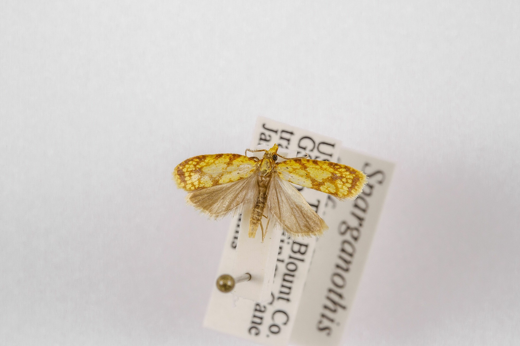 Image of Sparganothis sulfureana, a species of Animalia