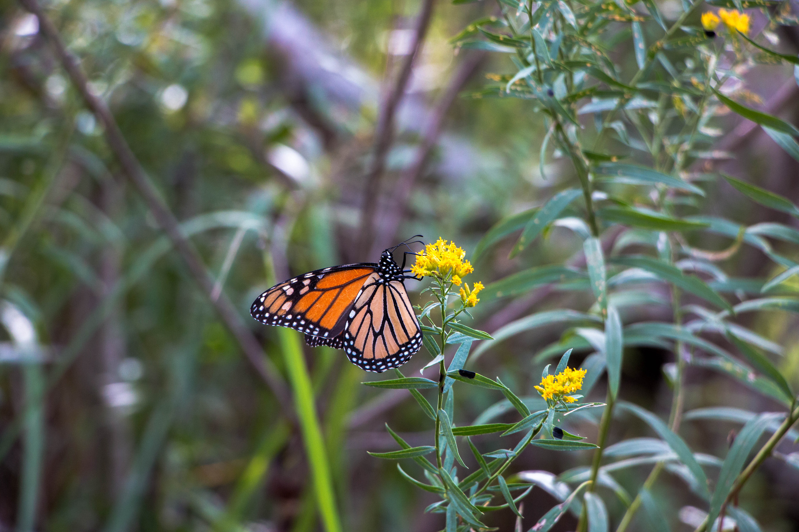 Davis Bayou Monarch
