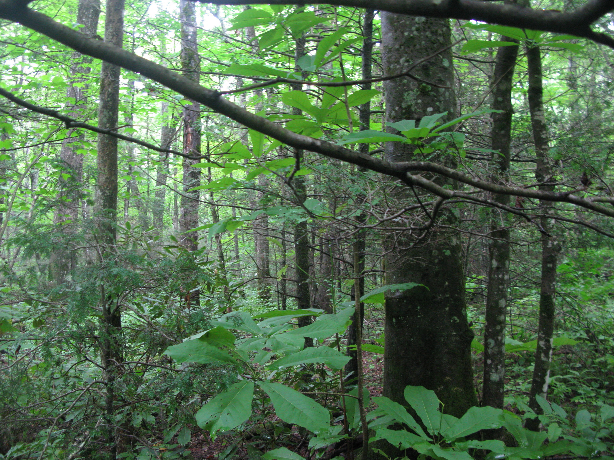 GRSM Accuracy Assessment. Plot Code: GRSM_AA_0353_3