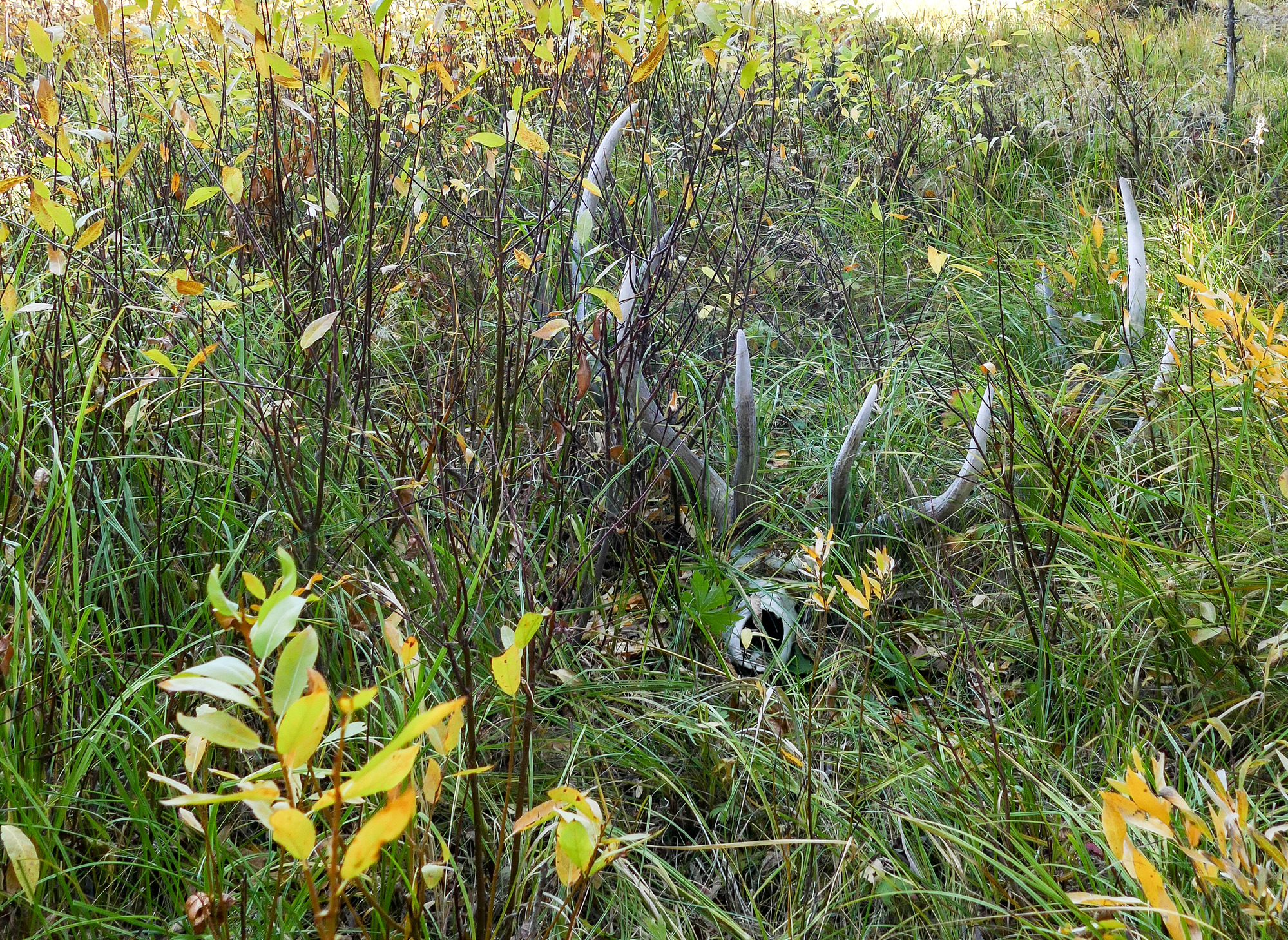 A bull elk skull with antlers lies in tall grass