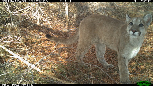 A young mountain lion looks up towards the camera.