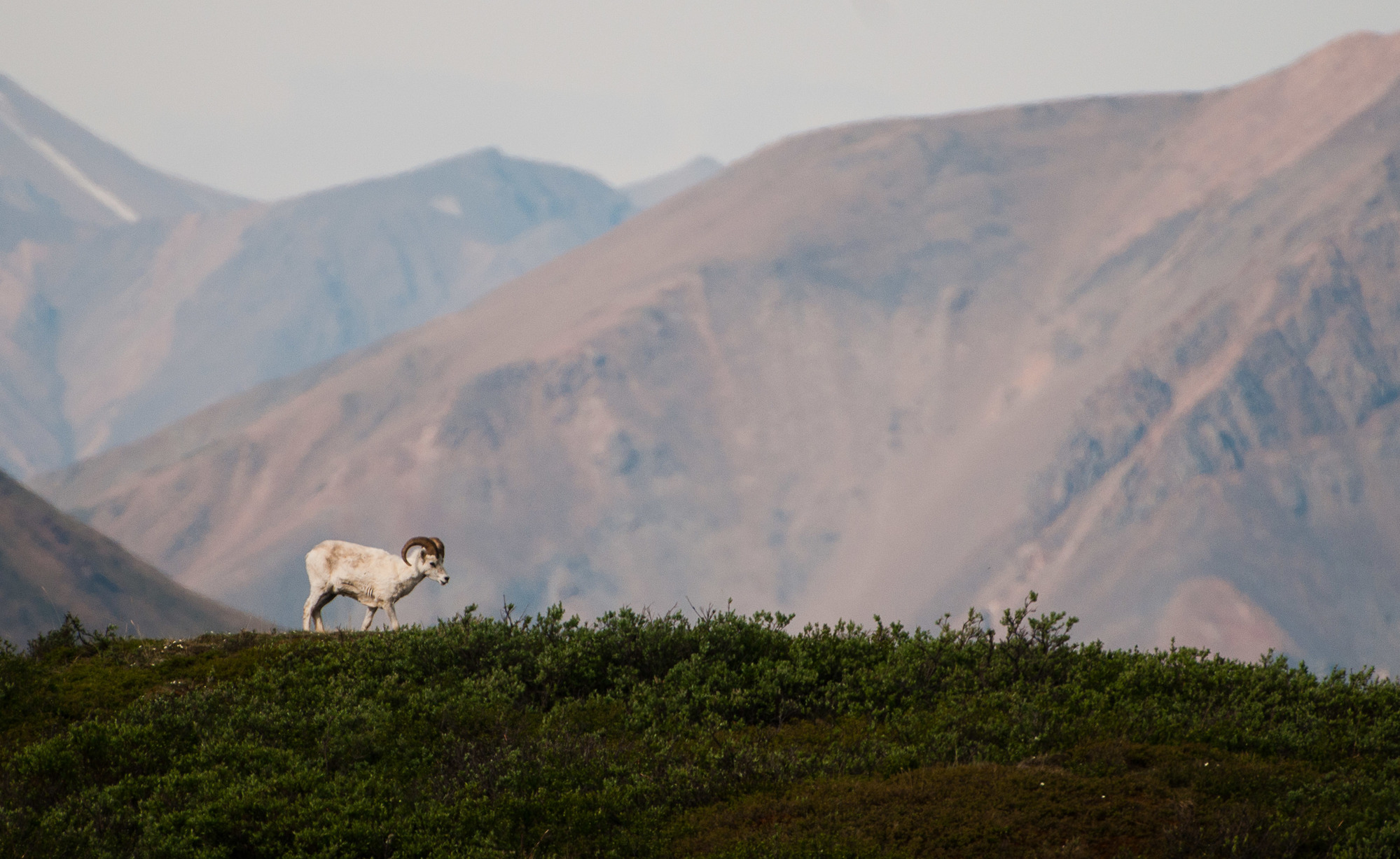 a sheep on a ridge line