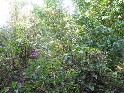 GRSM Accuracy Assessment. Plot Code: GRSM_AA_0718_6