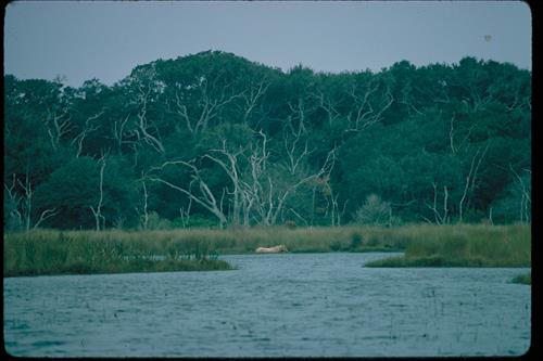 Wild horses at Cumberland Island National Seashore, Georgia