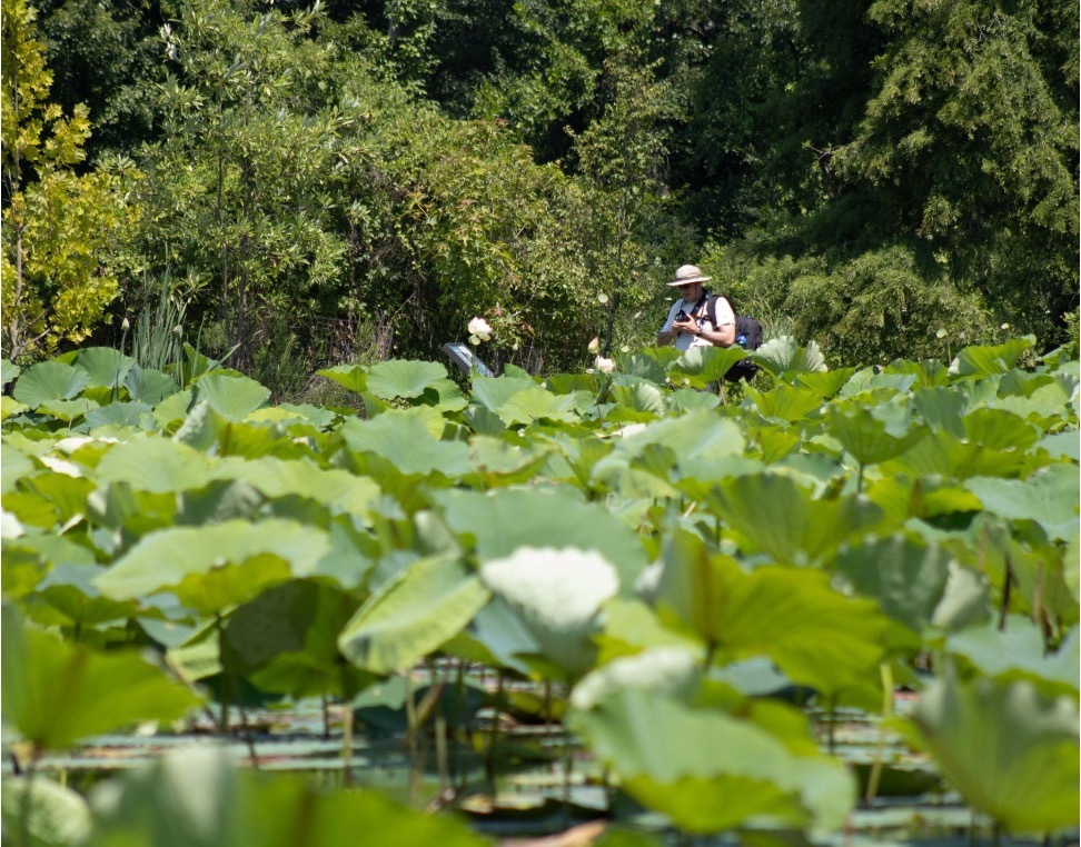 At Kenilworth Aquatic Gardens, lily pads are focused on with a flower out of focus in the foreground.