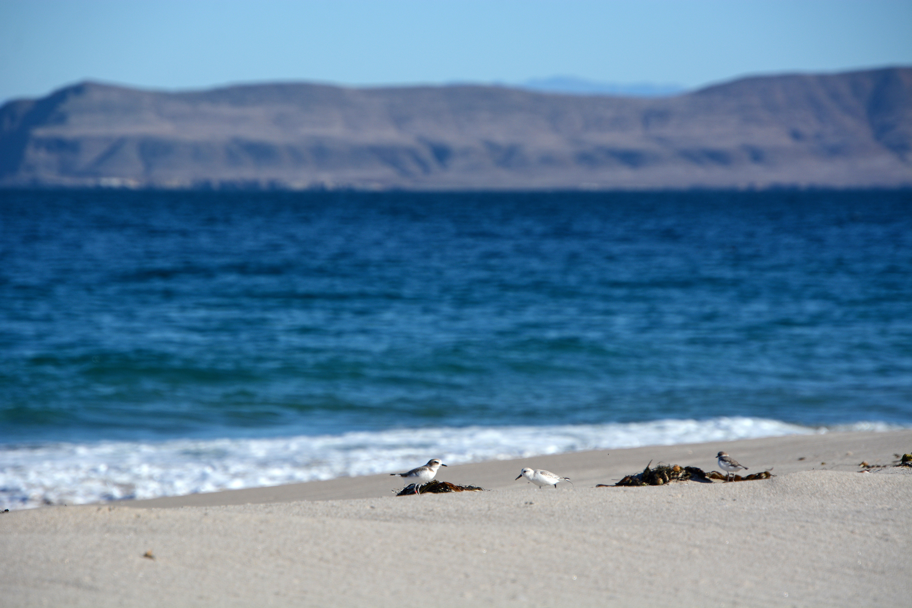 small bird in sand along coast