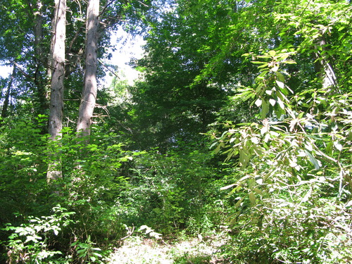 GRSM Accuracy Assessment. Plot Code: GRSM_AA_0752_3