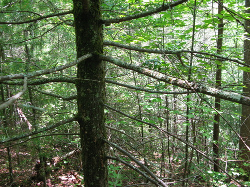 GRSM Accuracy Assessment. Plot Code: GRSM_AA_0336_3