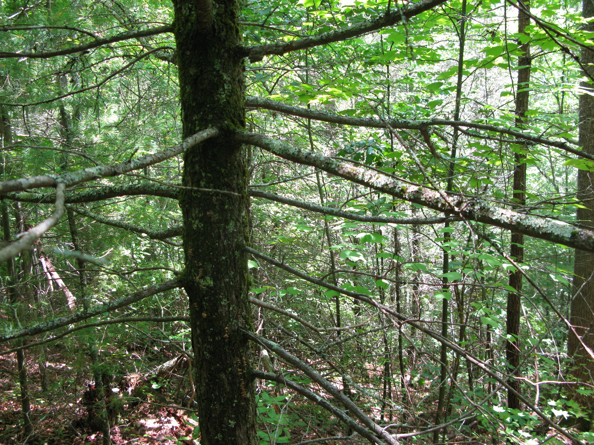 GRSM Accuracy Assessment. Plot Code: GRSM_AA_0336_3