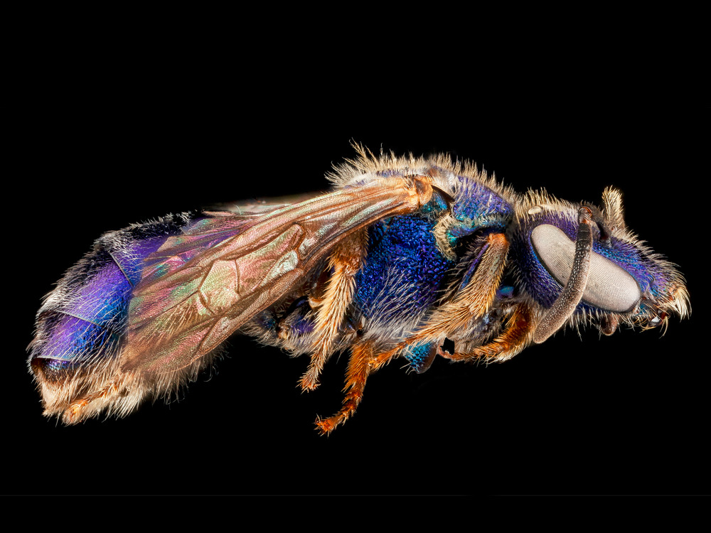 Sweat bee (Augochlorella aurata)