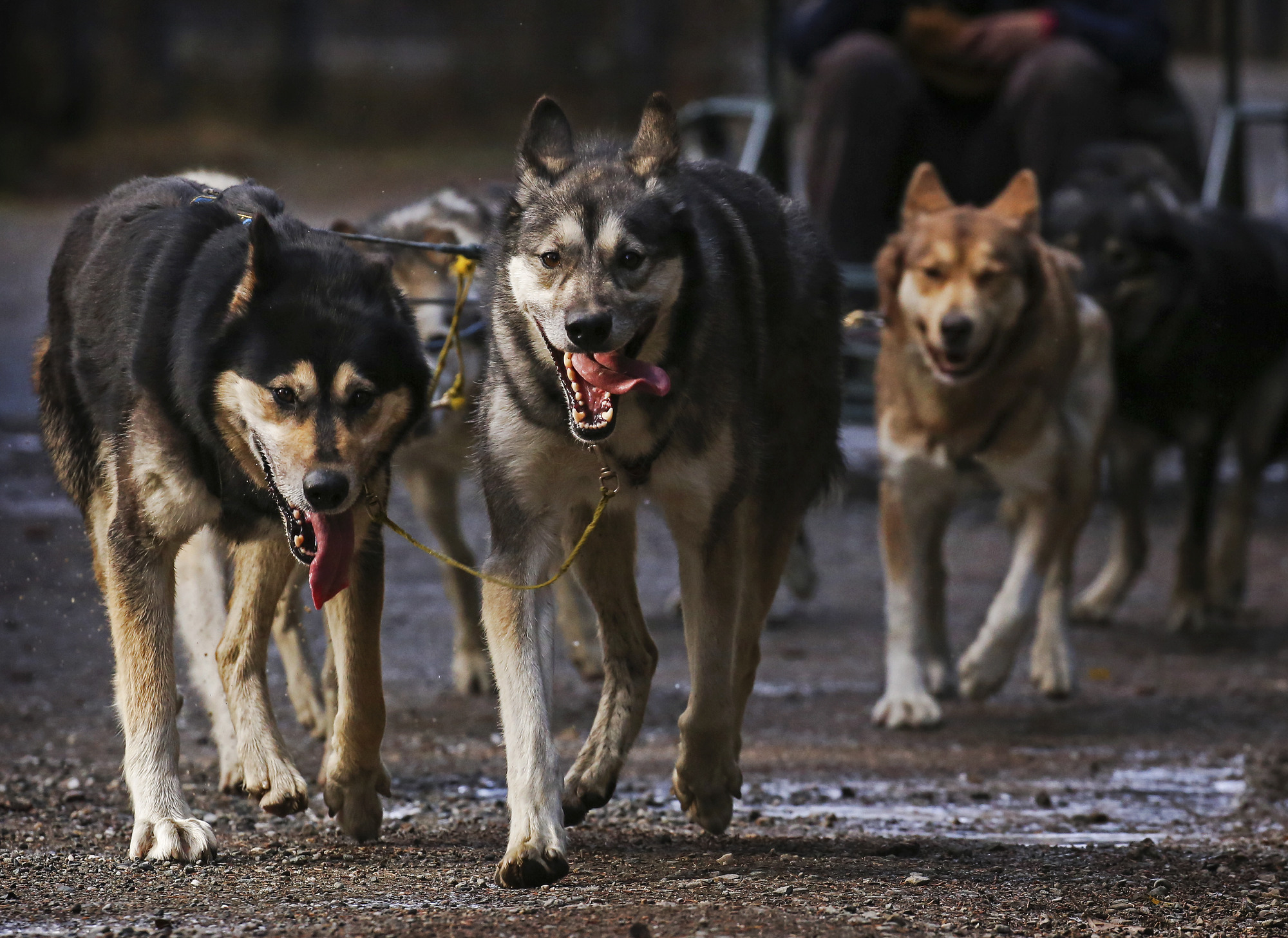 five dogs pulling a metal cart