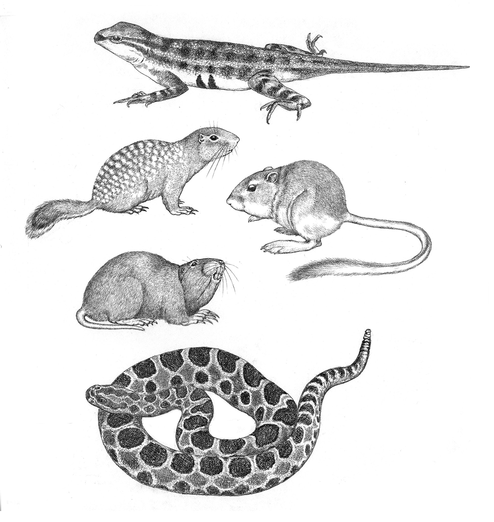 Spot illustrations of a Keeled earless lizard, a Spotted ground squirrel, a Texas kangaroo rat, a South Texas pocket gopher, and a Western massasauga rattlesnake.