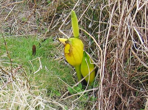 Prairie Restoration, Part 2