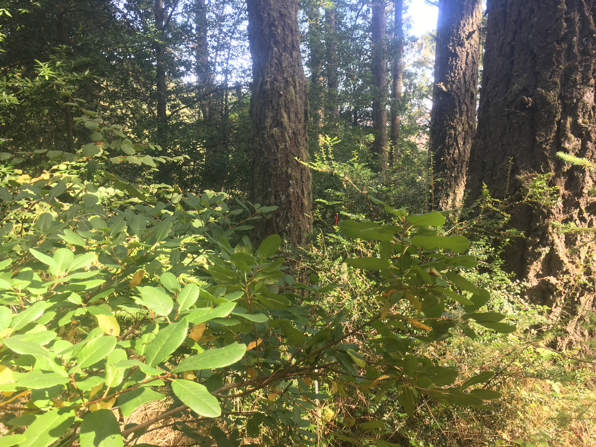 Eye-level view from the center point of a plant community monitoring plot