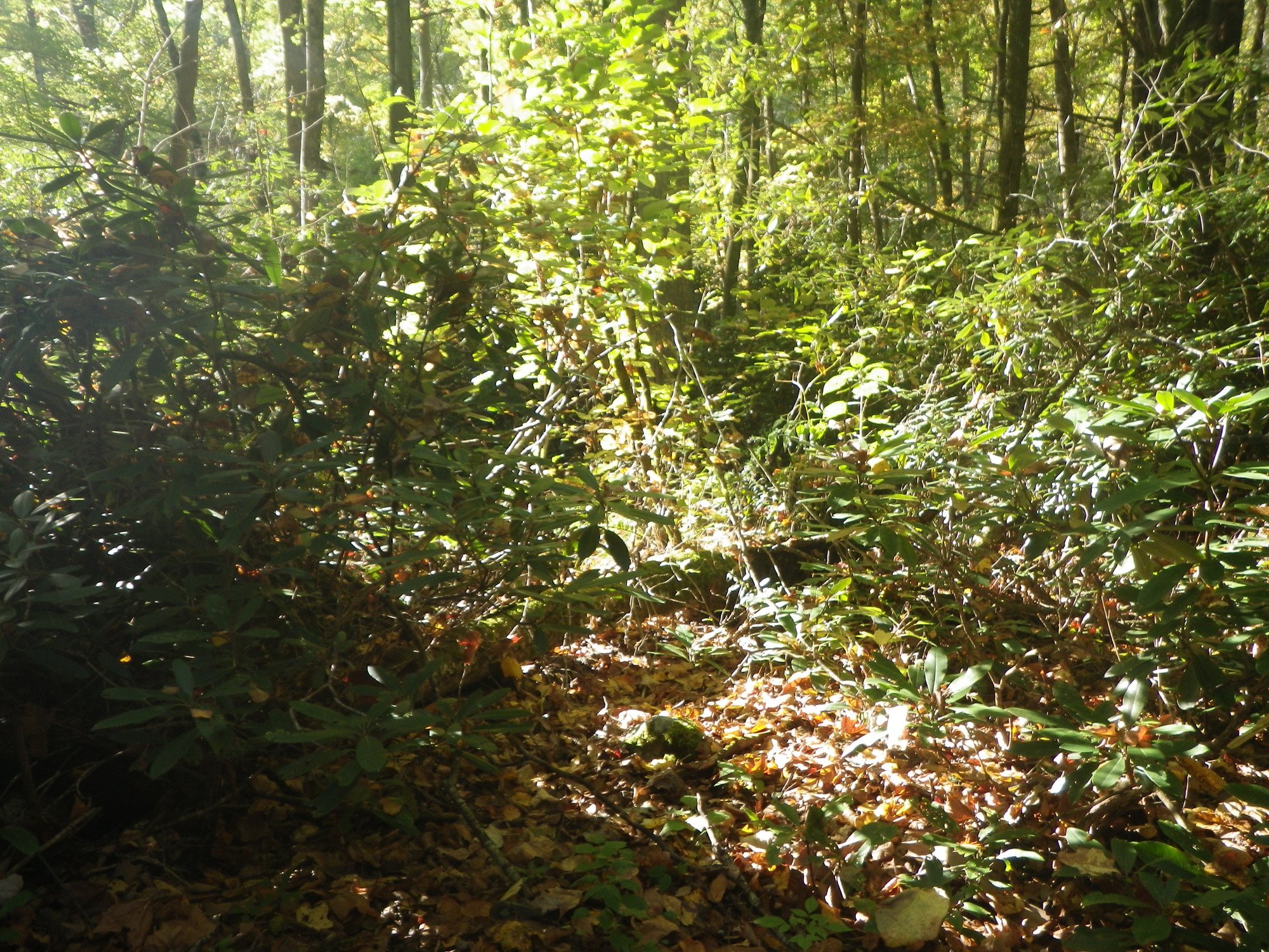 GRSM Accuracy Assessment. Plot Code: GRSM_AA_0246_4