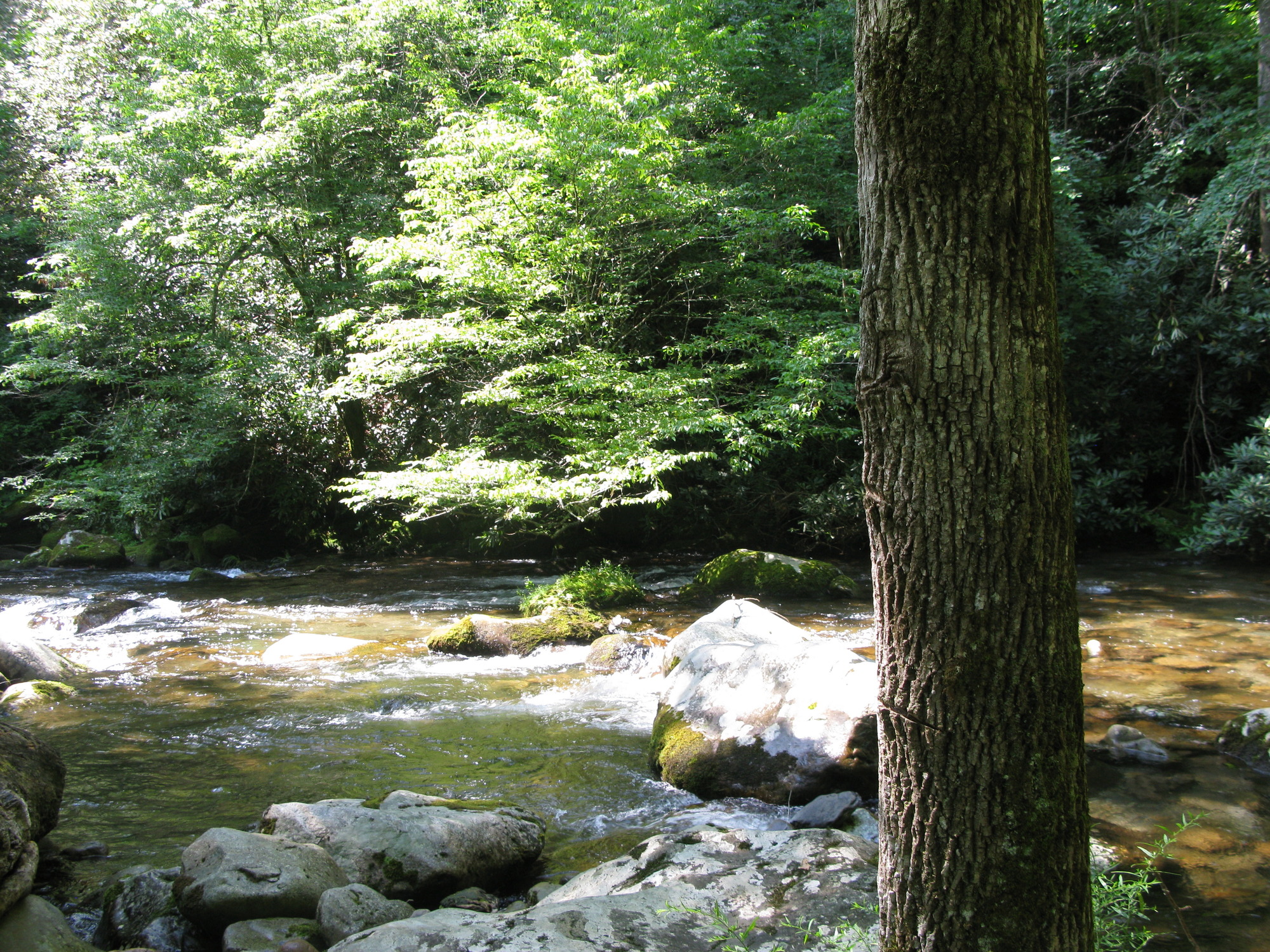 GRSM Accuracy Assessment. Plot Code: GRSM_AA_0244_3