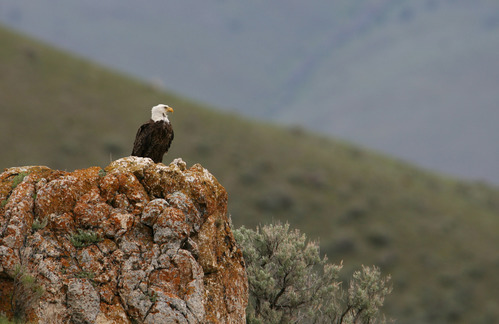 Bald Eagle