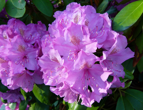 Rhododendron
