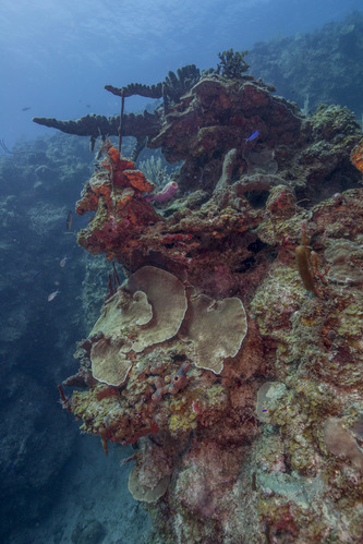 Submerged Canyon, Salt River Bay, USVI