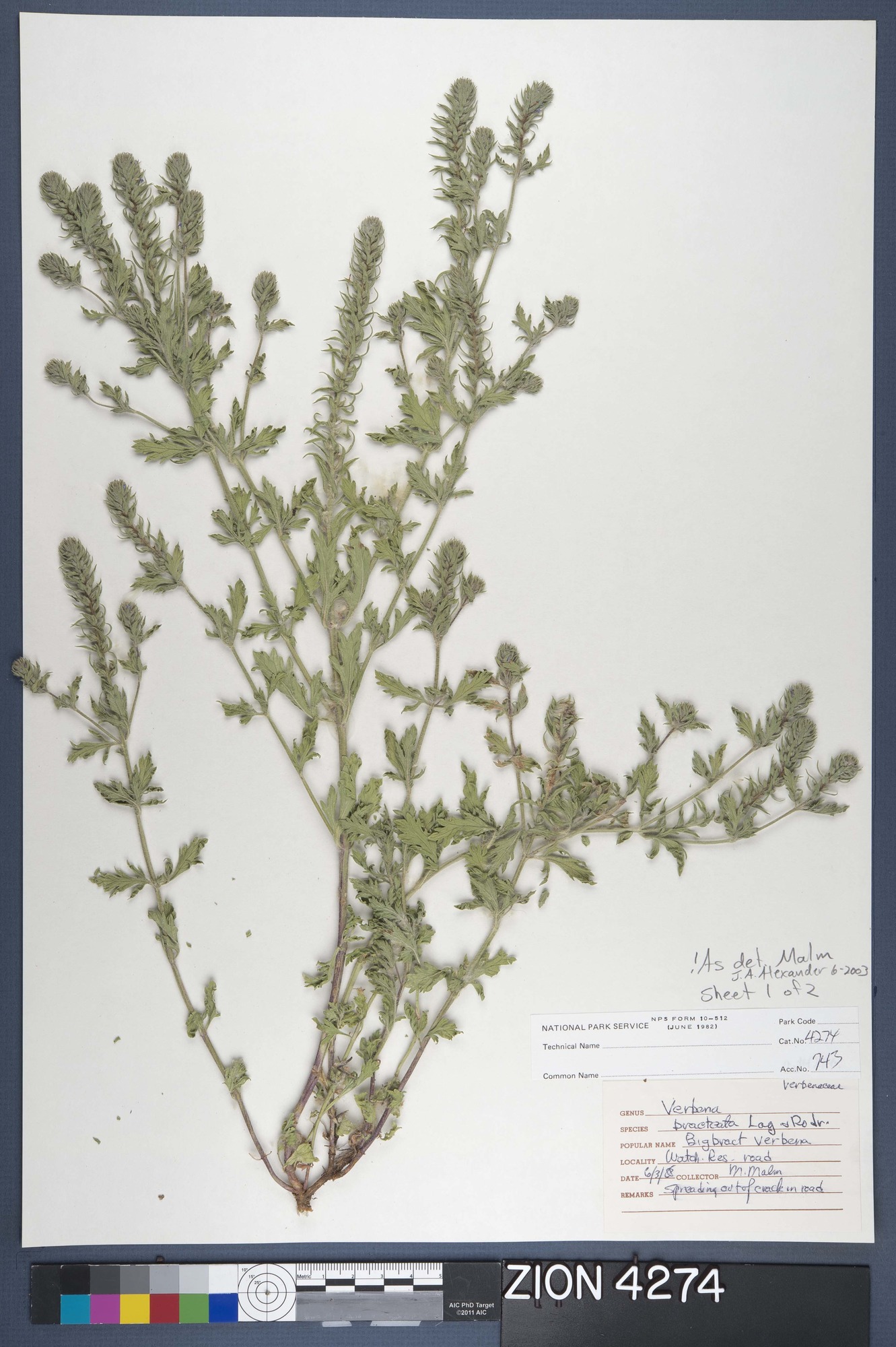 Herbarium Specimen Sheet 4274