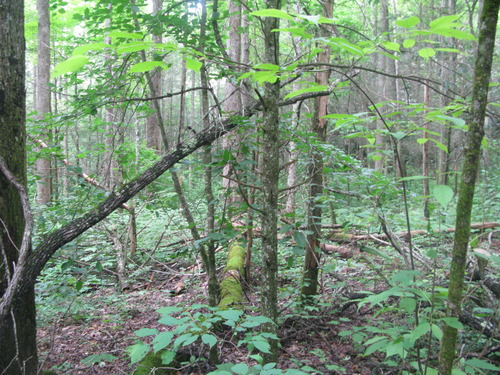 GRSM Accuracy Assessment. Plot Code: GRSM_AA_0619_2