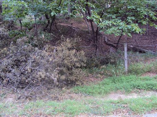Brush weighing down fences in Oxon Cove Park, Oct. 2012