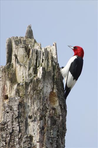 Red-headed woodpecker in Cuyahoga Valley National Park