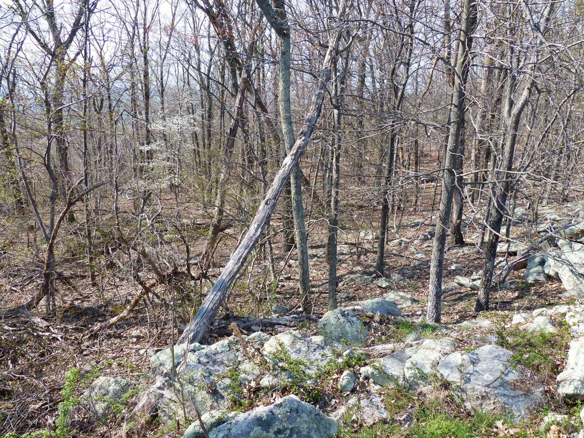 Basic Oak - Hickory Forest at Harpers Ferry NHP