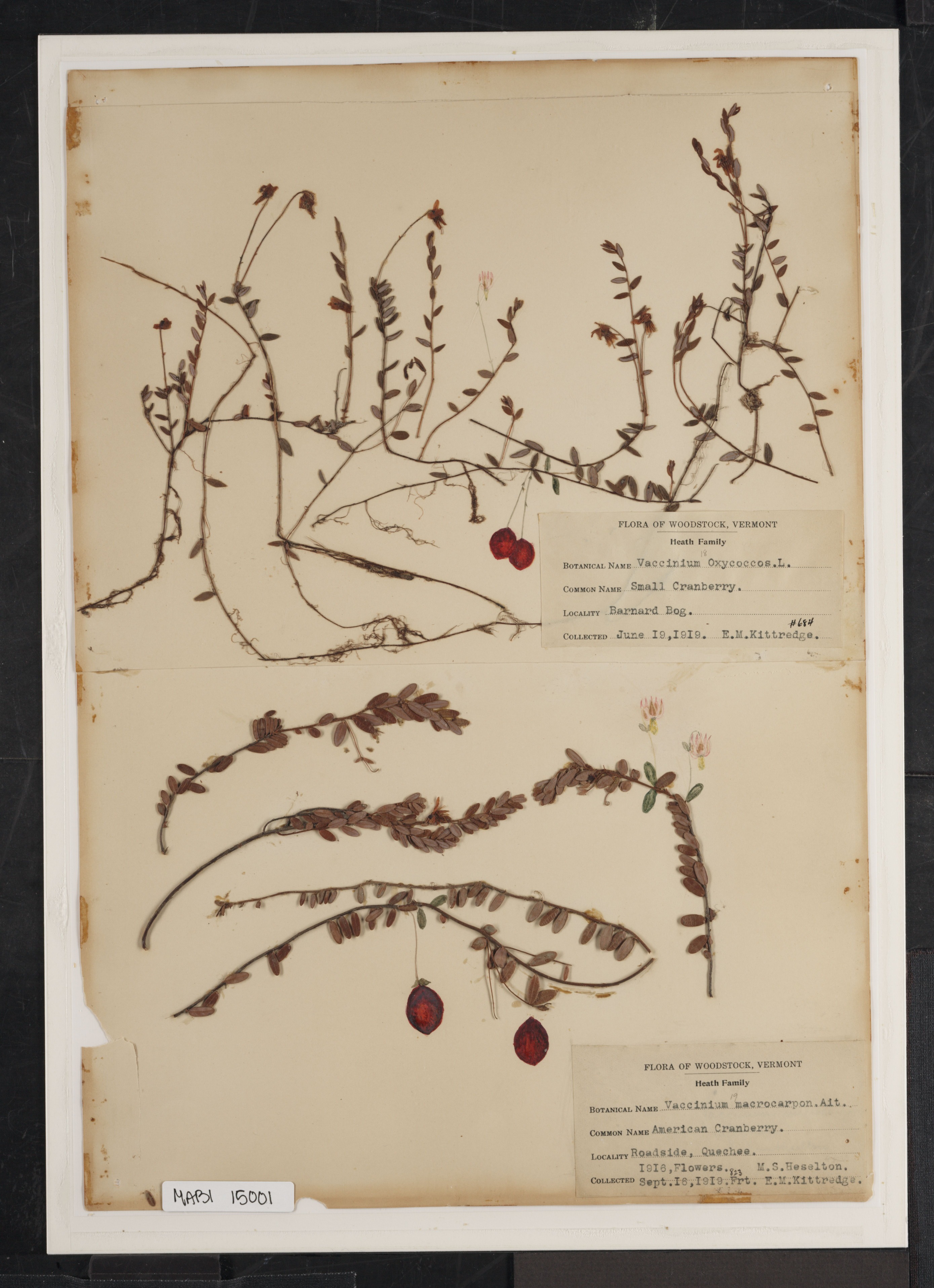 Preserved biological specimen on paper.