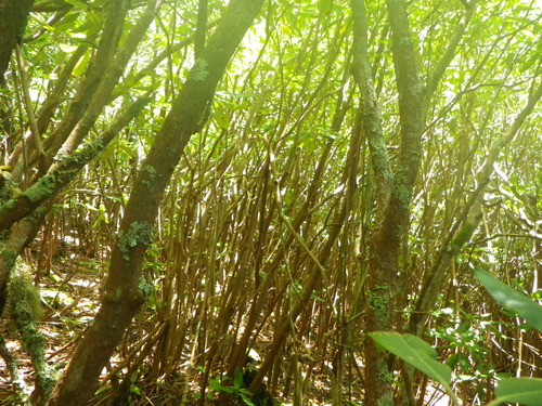 Plot Code: GRSM_AA_0692_3