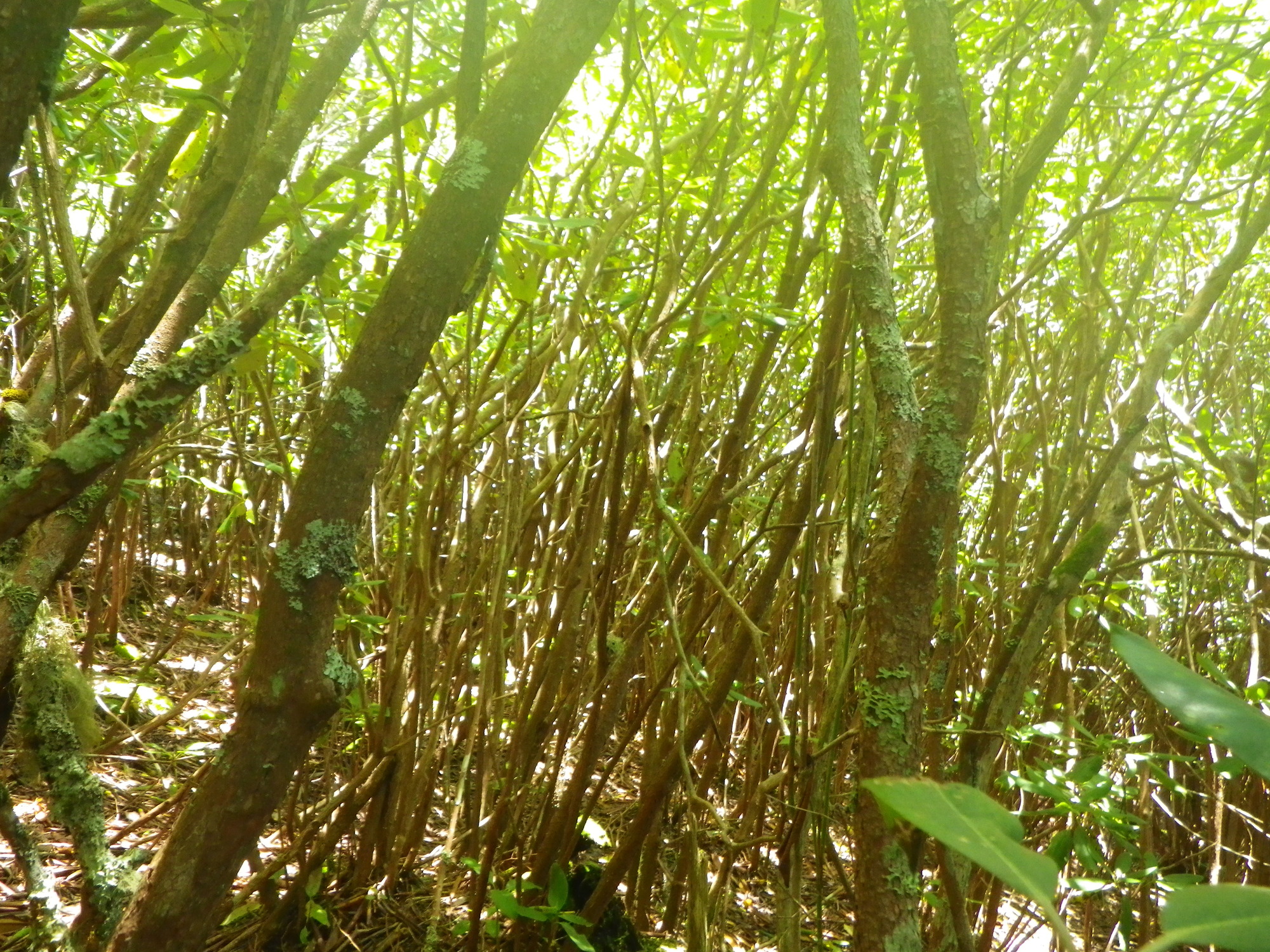 Plot Code: GRSM_AA_0692_3