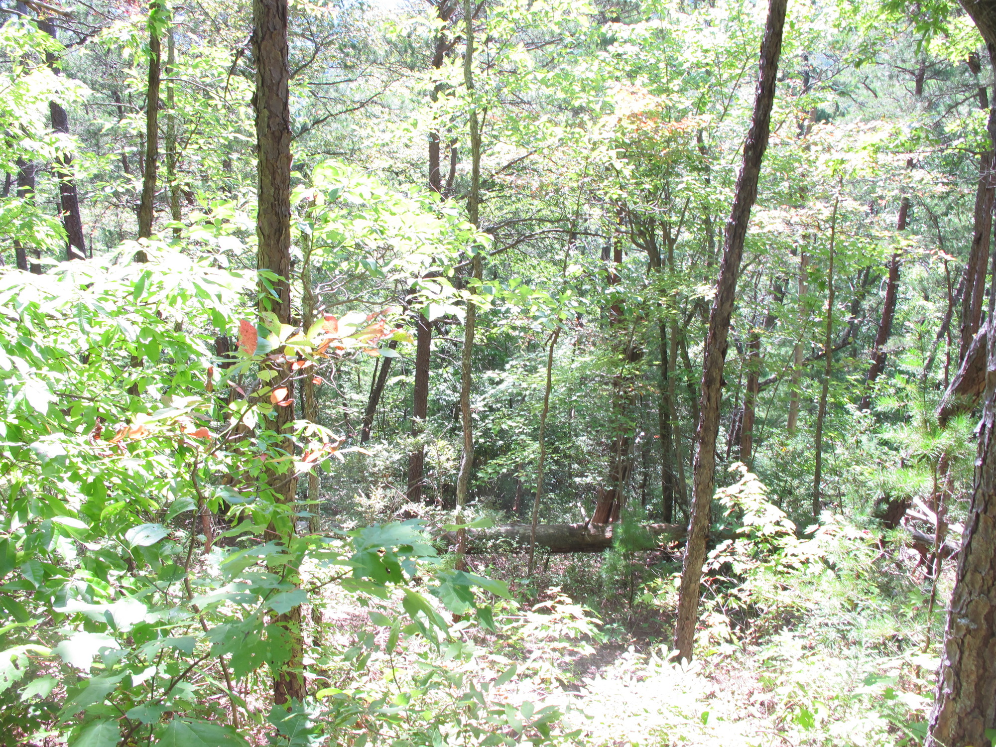 GRSM Accuracy Assessment. Plot Code: GRSM_AA_0755_4