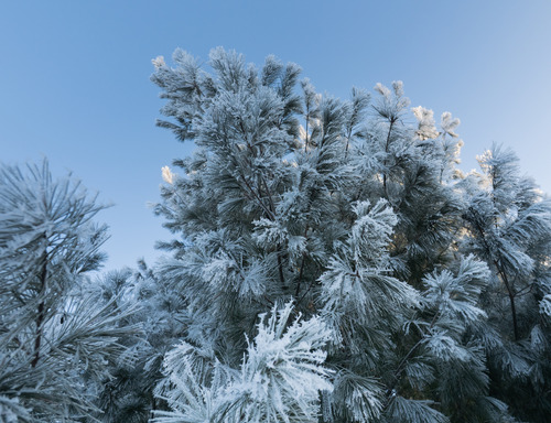 Frosty pine needles on a clear winter day
