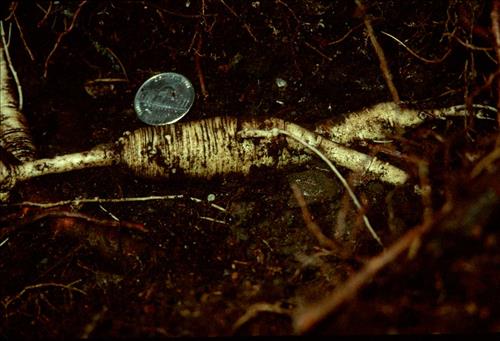 Ginseng (Panax quinquefolius)