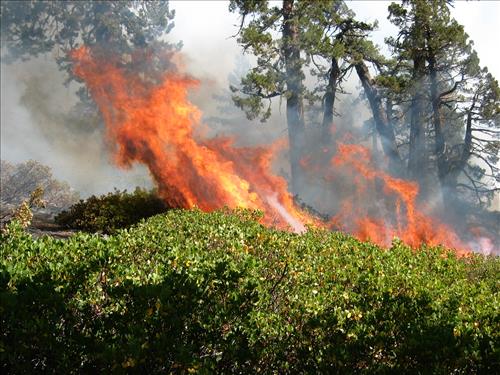 Hot Springs wildfire, Sequoia and Kings Canyon National Parks, summer 2004