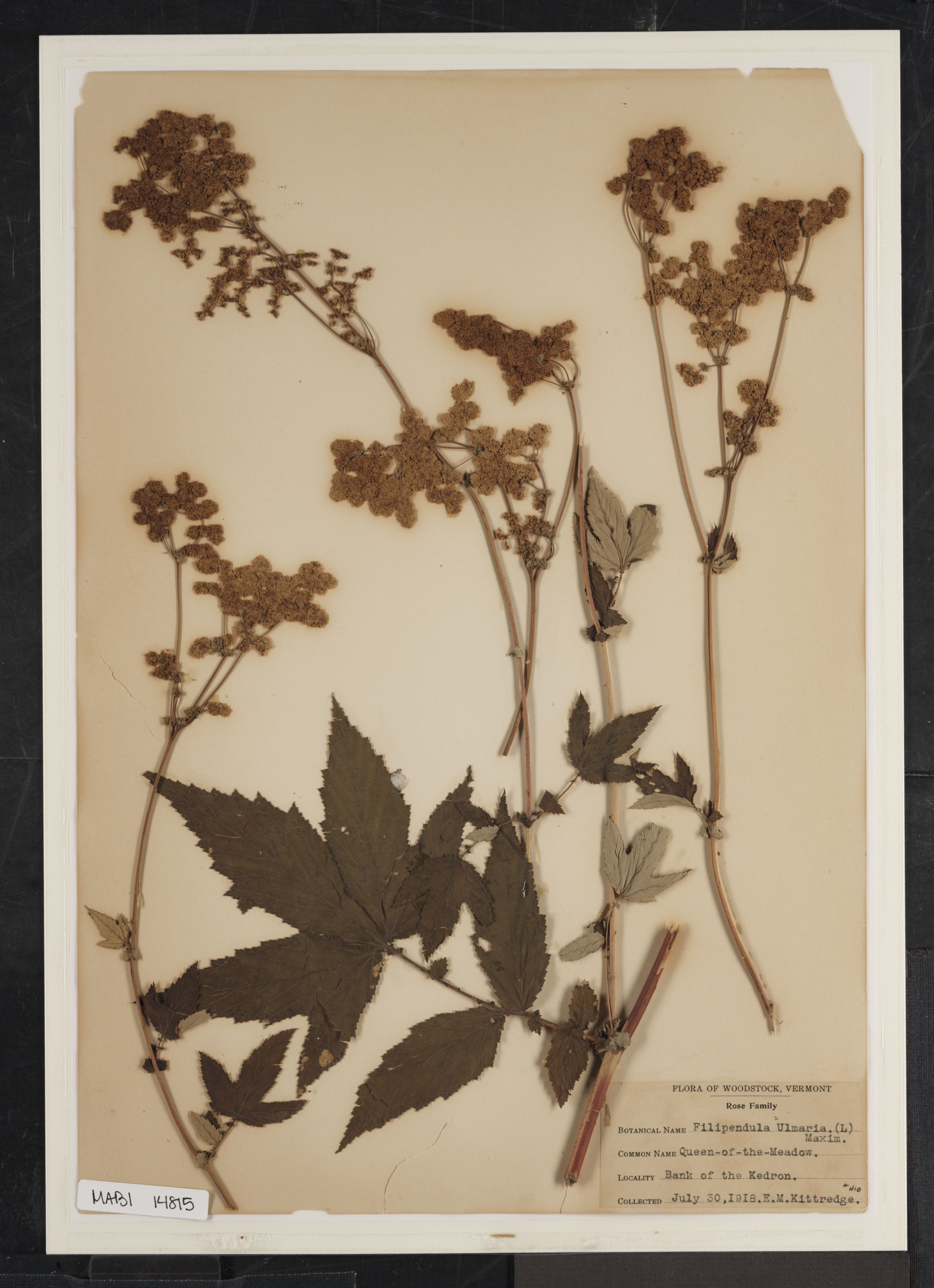 Preserved biological specimen on paper.