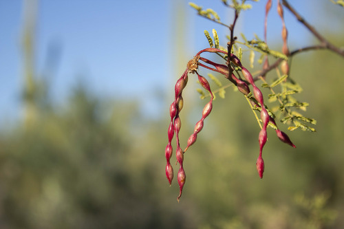 Close-up of mesquite pods