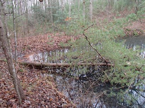 Trees growing on the dams at Big South Fork NRRA in 2013.
