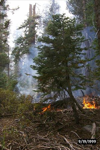 Dark Wildland Fire, July-September 1999, Yosemite National Park