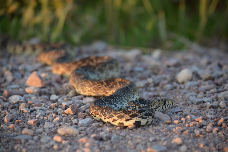 a long brown snake with many dark blotches down its back