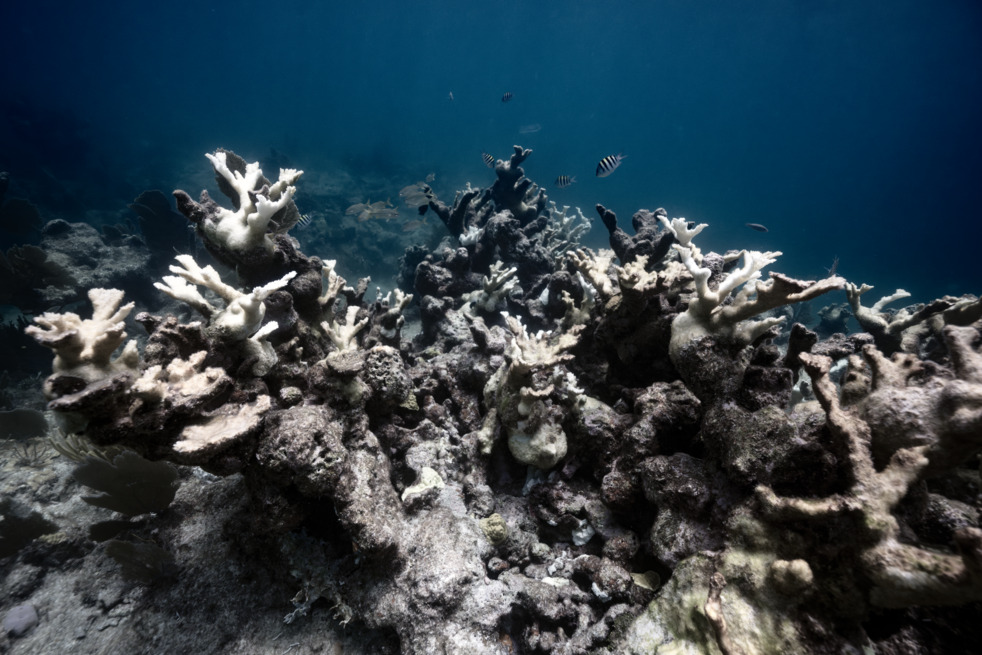 A crowded field of upward-reaching white sections of coral. The palette is subdued with dark blue water and dark gray dead coral around.