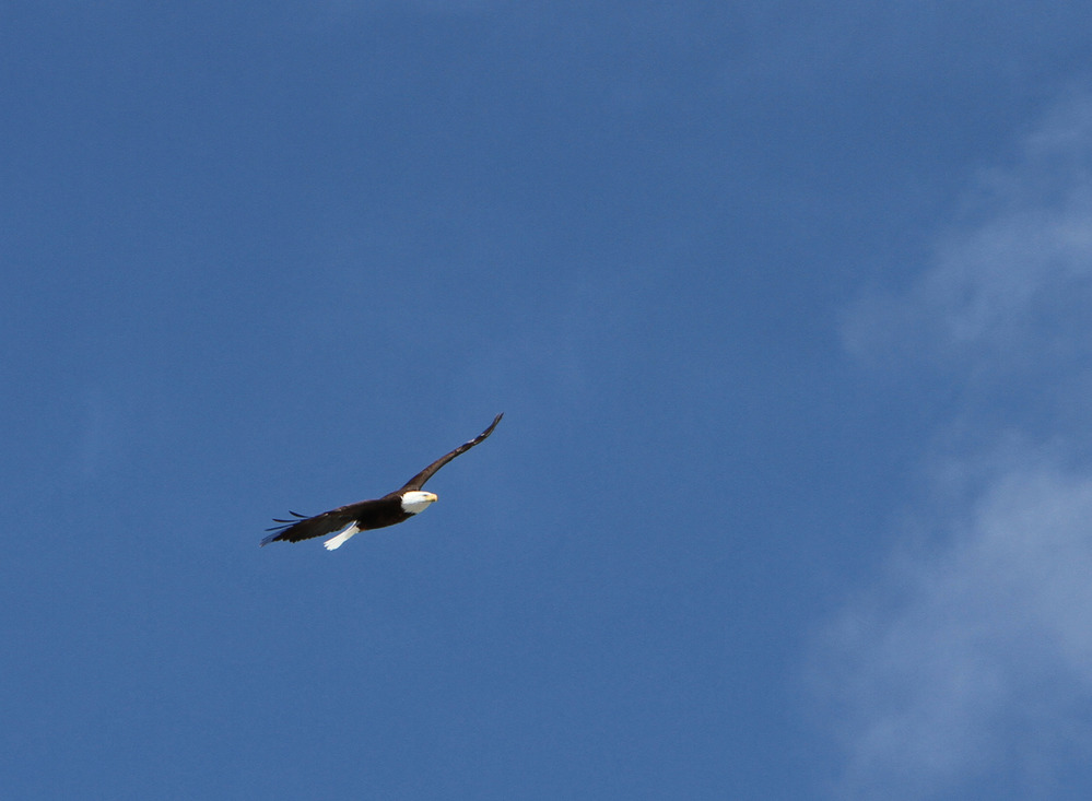 Bald eagle