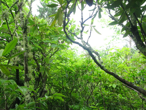 GRSM Accuracy Assessment. Plot Code: GRSM_AA_0349_6