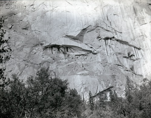 Pine tree on face of cliff. Valley Visitor Center Exhibit 10-8.