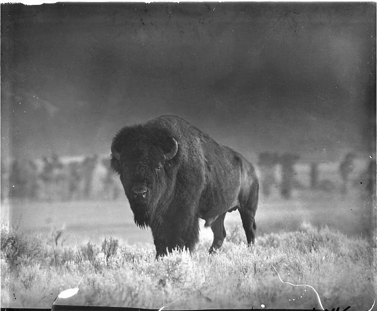 bison