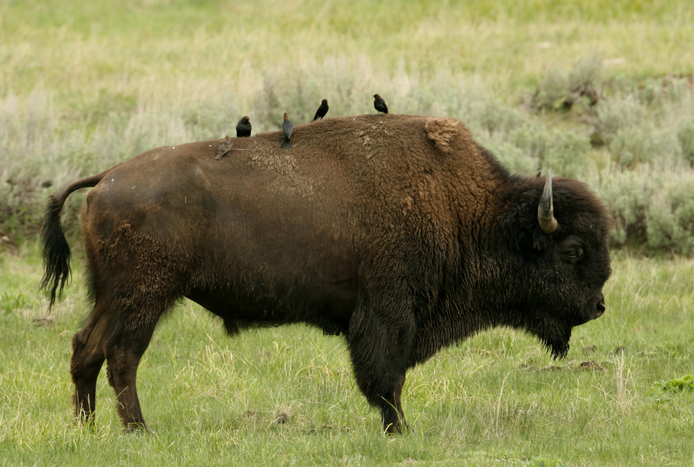 Cowbirds on bison