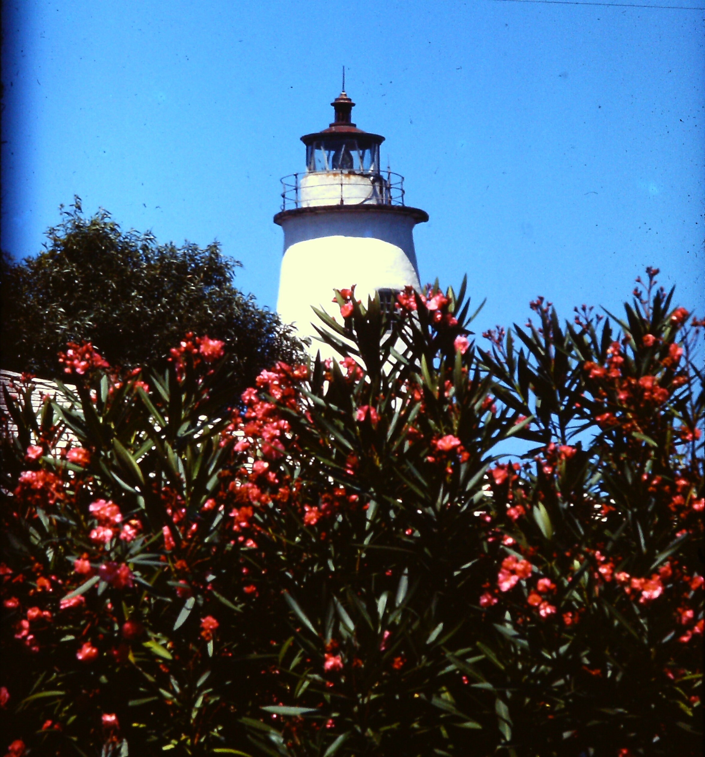Ocracoke Lighthouse and oleander, July 1975.