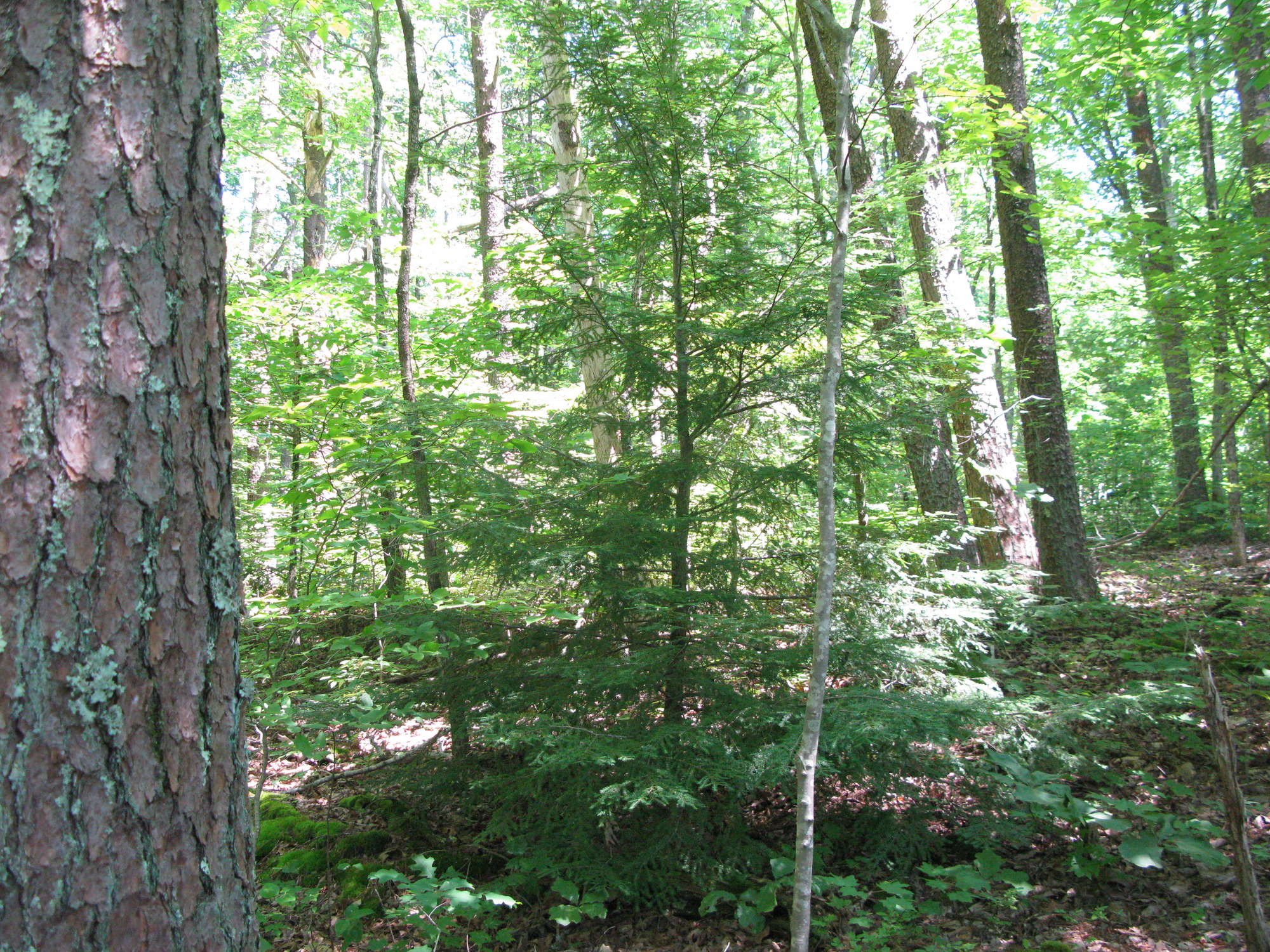 GRSM Accuracy Assessment. Plot Code: GRSM_AA_0792_2